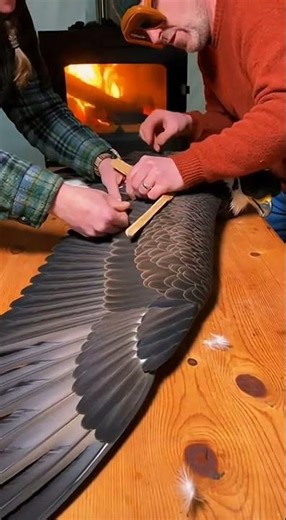 “Vets Splint Injured Bald Eagle’s Wing Inside Remote Alaska Cabin