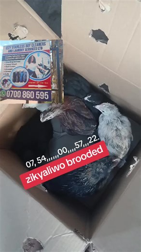 Local Chicken Republic (@localchickenrepublic)’s videos with original sound - Local Chicken Republic