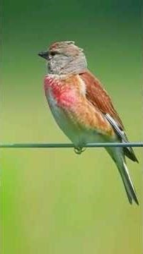 Common Linnet Song: Finch-Wine Melodies & Surprising Mimicry