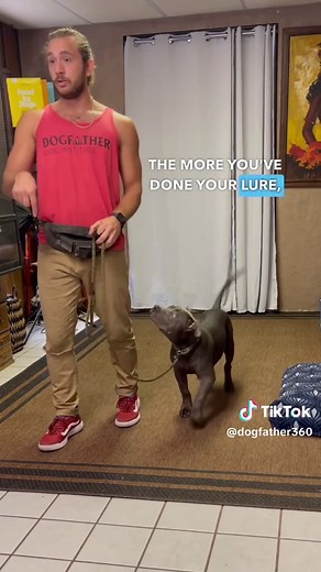 Effective Dog Training Techniques for Consistency & Communication