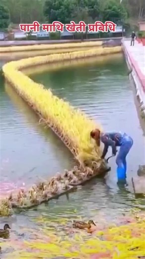 Rice Cultivation Techniques: From Seedlings to Harvest