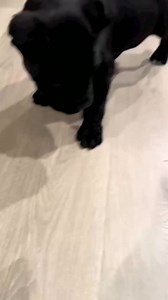 109K views · 4K reactions | Corso pup getting trained❤️殺殺殺 #canecorso #animalworld #dogsofinstagram #dog #canecorsopuppy #mastiff #italianmastiff #dogs #canecorsoofinstagram | The Cane Corso USA | Facebook