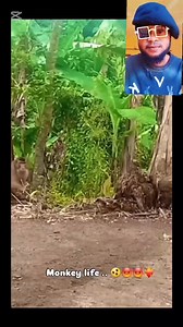 1M views · 10K reactions | Mr monkey  couldn't escape the trap #highlightseveryone #viralreels #hightlighteveryone #viralreelsfb #facebookviral #fypシviralシ2024 #fyp #funnyvideos #wildlife #animals | Bigshow Comedies | Facebook