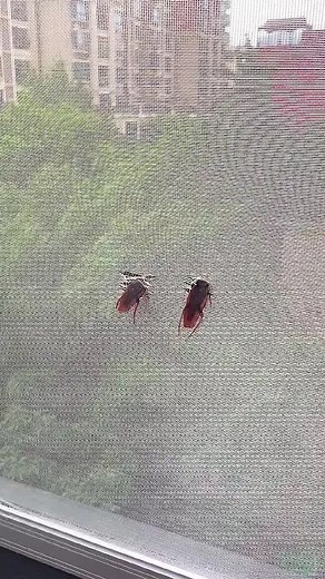 This window screen sticker is so convenient!👍#windows #goodthing #foryou #tool