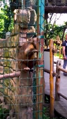 Animals Going Wild Around Visitors and Other Creatures