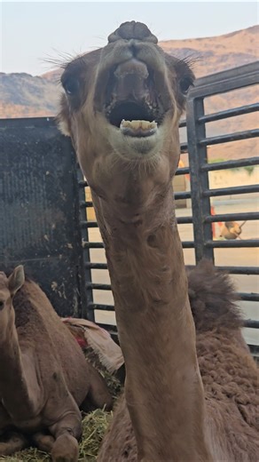 Camel sound video trending video #ytshorts #shortsfeed #shortvideo