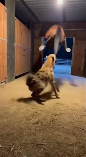 The Power of Defense: How a Horse Repels a Hyena