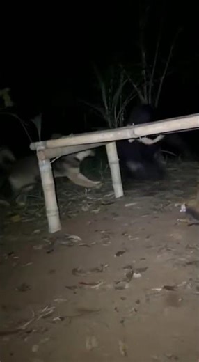 “Dangerous Bear Charge in the Forest—Shocking Footage!”