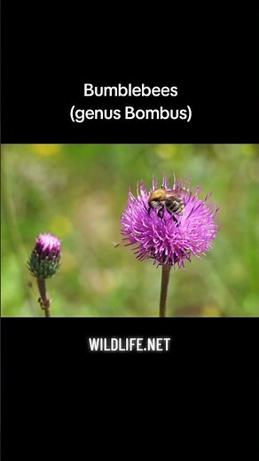 Bumblebees (genus Bombus): There are 275 species of Bumblebee in the world #bumblebee #bumblebees 🐝