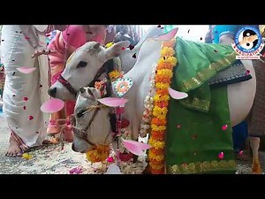 Miniature punganuru Cow and Bull Marriage At kakinada # Govu Kalyanam Cow Wedding Celebarastion