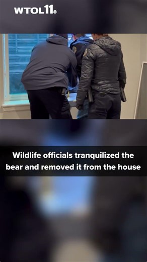 Bear gets stuck in basement window well