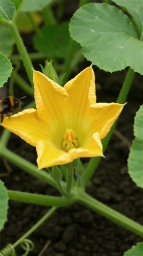 🎃 Sweet Pumpkin Life Story | From Seed to Harvest#SweetPumpkin #PumpkinLifeStory