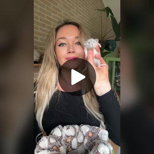 Adorable Baby Rats Playing - How Many in the Video?