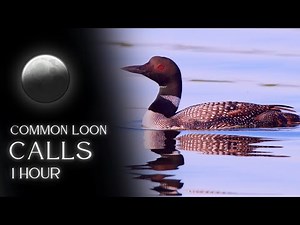 The Loon’s Twilight Call