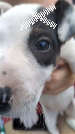 popi popo pi Po pi pooo🗣️🗣️🔥🔥