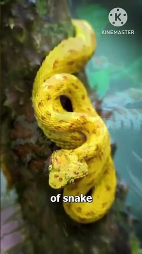 What Happens When a VENOMOUS Snake Bites You?