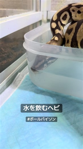 #ペットのいる暮らし #ペット #爬虫類 #爬虫類のいる生活 #蛇 #ボールパイソン