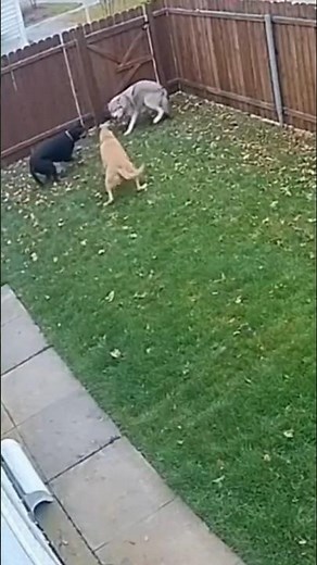A Wolf Enters the Yard… Then the Dogs Attack! 😱🐺🐶🔥 #shorts