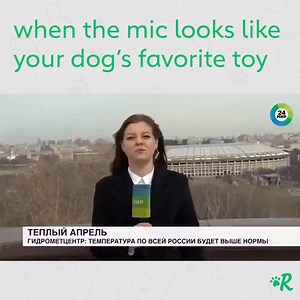 5.5K views · 109 reactions | Expect no less from a Golden Retriever. | Rover.com | Facebook