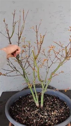 Orange Dream Japanese Maple Bonsai. Quick and easy spring prune. how to Acer Palmatum pruning