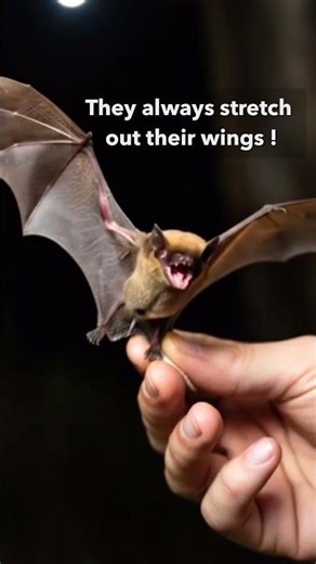 When you have your own cave and the friendly vampire bats have names !