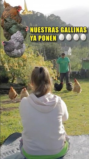 Six productive hens in our home garden #eggs #farming