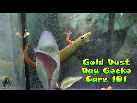 🦎 Gold Dust Day Gecko Care 101! 🦎