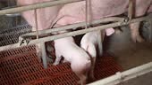 Little piglets eat mother's milk, close-up. A big pig is lying on its...