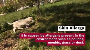 Common Dog Skin Problems and its Treatments