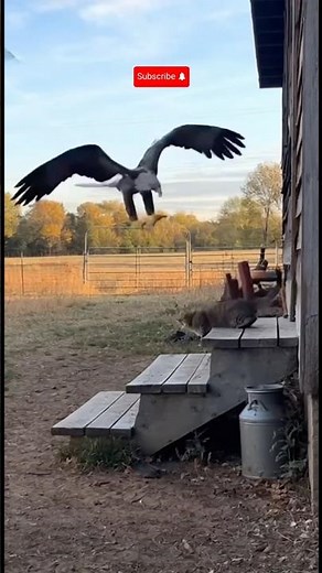 Eagle Attacks Cat — But Watch Who Comes to the Rescue!
