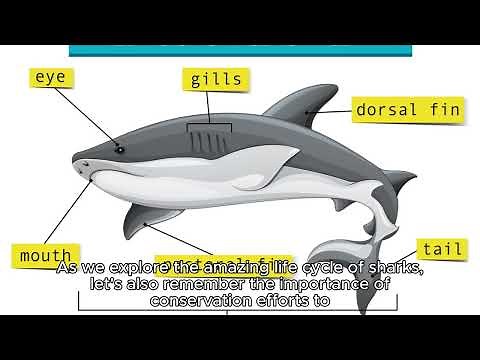 The Amazing Life Cycle of Sharks