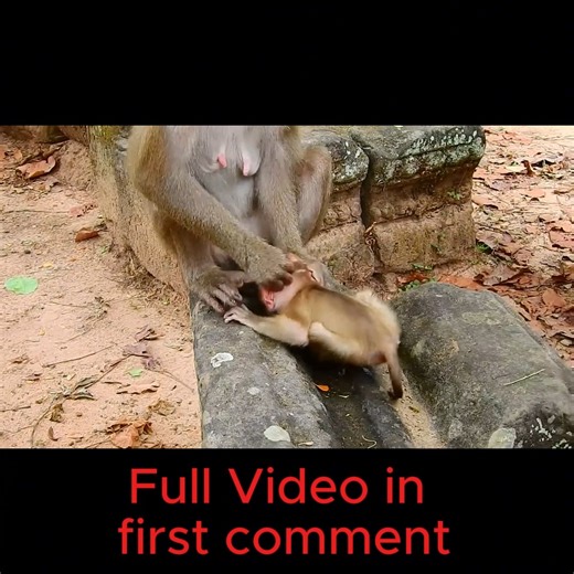 Poor life of baby monkey Lily living with mother Libby! | Cute Babies Monkey