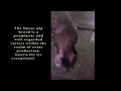 Duroc pig breed 🐖