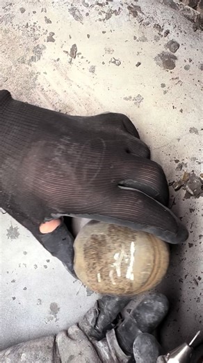 Aaron and Shae on Instagram: "Here’s an outstanding example of an Eleganticeras Sp. fossil specimen that has been prepared by the Yorkshire Fossils Team, it is roughly 180 Million years old 😍🦕 The intricate details are truly something to behold! 🔬 For ammonite rocks to crack open, please visit our official online store yorkshirefossils.NET (link in bio) or message directly on Instagram @yorkshire.fossils 🦕 For more videos, check our YouTube / TikTok! 🏝 Thanks for supporting our page! 🐊 #na