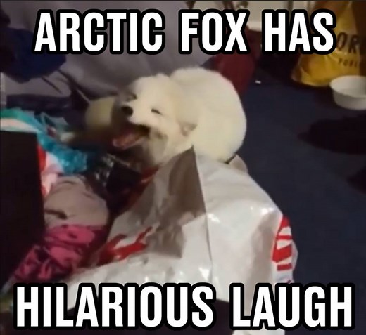 3.6M views · 4K reactions | That laugh is so contagious...  | LADbible | Facebook