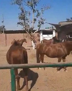 10K views · 811 reactions | Good morning from fluffyland! (Well one half at least ) This is the fluffyland 3 side - patients and the large area is the mares. Everyone’s favourite Weeble makes an appearance in the quieter mare paddock as he’s given up his box for little Cashew. He’s a happy boy ❤️ | Prince Fluffy Kareem | Facebook