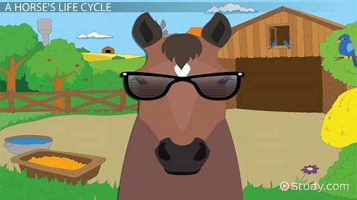 Life Cycle of a Horse: Lesson for Kids