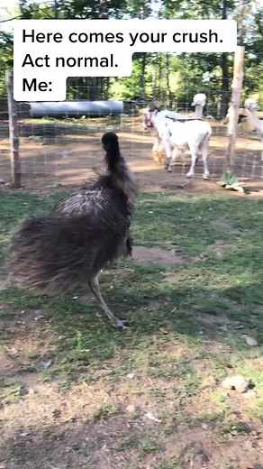 Emu Dancing to Music Compilation