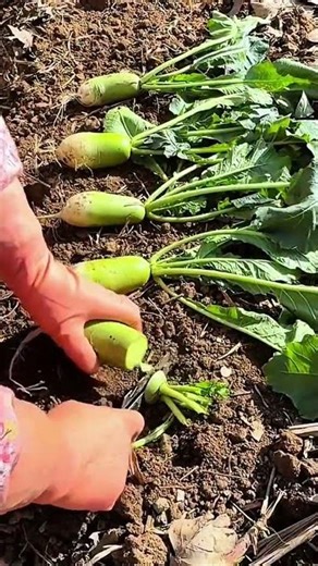 make the radish that looks like it has ugly fruit to be cut and then replant the end of the radish