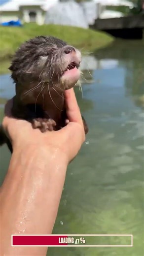5 Otters To Instantly Make Your Day Better | Algorithm Cleanse #shorts