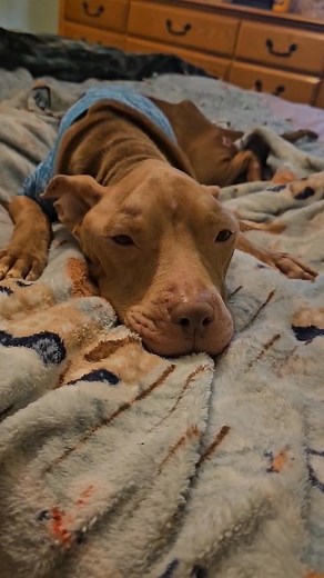 I’ll add in the comments how to sign Ida’s Law petition to make animal cruelty and abuse chargers more than a misdemeanor for cases like Ida and her friends. No animal should have to die for a felony charge. #dogrescue #idaslaw #idastrong #dogs #pitbull #rescuedogs | Happy Tails Animal Rescue