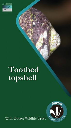 Toothed topshell – this mollusc lives fairly high up on the seashore...