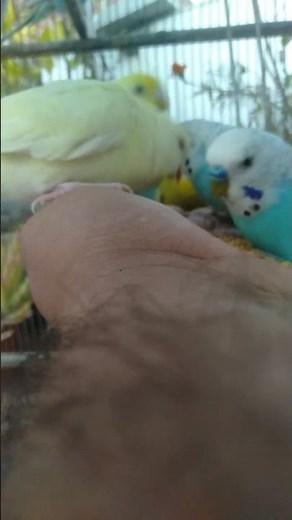 🌸 When Light Touches Their Feathers – Everything Feels Calm 💫 #BudgieLove #NaturePeace