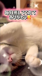 パパが撮影したチャイ😽 #猫のいる暮らし #保護猫チャイ #cat #田舎暮らしの猫 #里山暮らしの猫 #二毛猫 #ハロプロの良さを広めたい 2026年7月2日