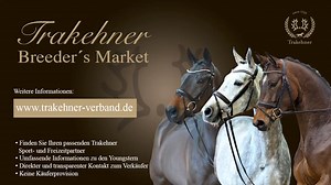 3.5K views · 40 reactions | Youngster zum Verlieben aus dem Trakehner...