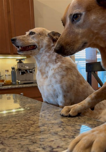 Best Friends: Heeler & Cavalier Dog Companions