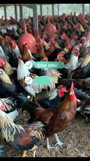 🐔 GÀ TRE TƯƠI NGON – HÀNG MỚI MỖI NGÀY TẠI VỰA GÀ VỊT THÀNH KHANG