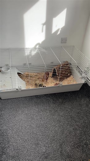 Guinea Pig Update: Care Tips and Cute Moments