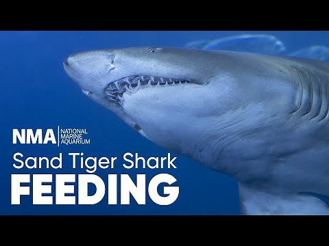 Sand Tiger Shark Feeding Time