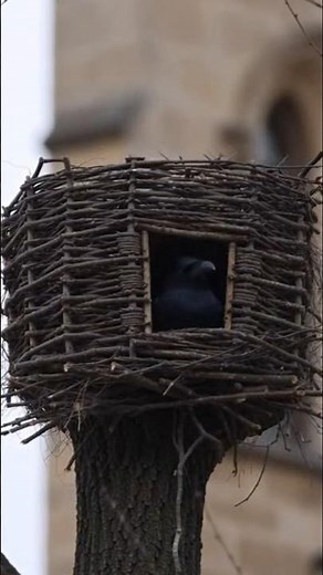 😮🐦 Watch Crows Construct an Architectural Nest from Nothing